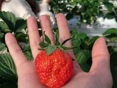 よしたくさんのかぐや農園への投稿写真3