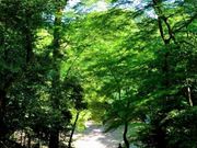 mituさんの諏訪神社の投稿写真1