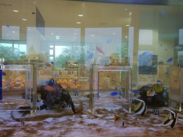 1Fの熱帯魚水槽_道の駅 伊方きらら館