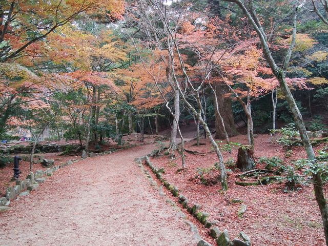 落葉初め_宮島の紅葉