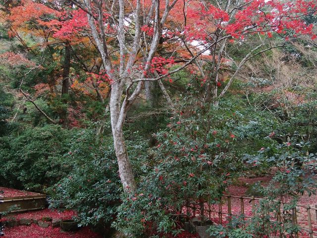 もみじの絨毯が綺麗_宮島の紅葉