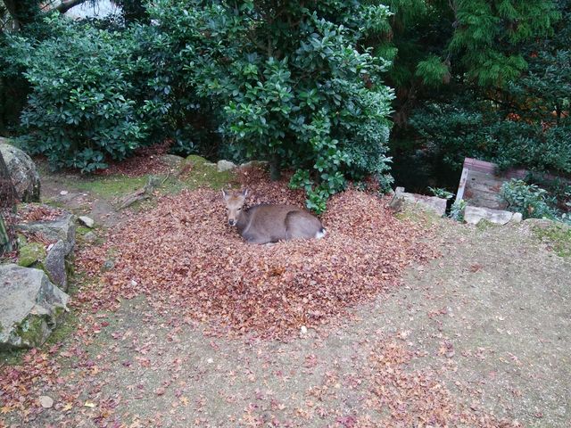 境内の横の石垣の下に鹿が紅葉で寝床作ってました_霊火堂