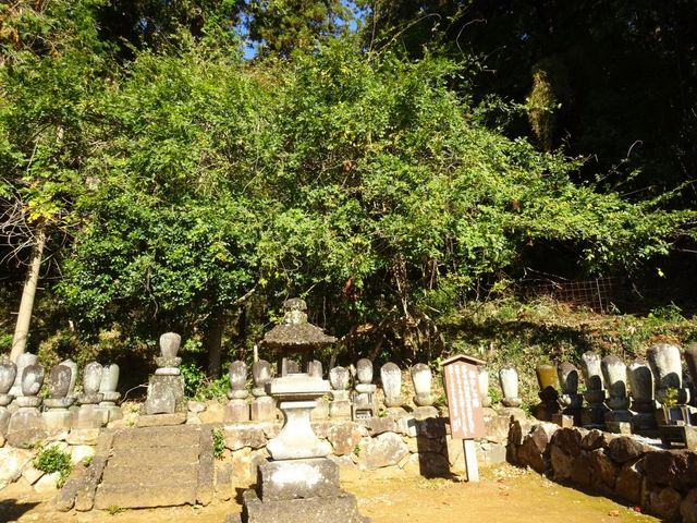 ponちゃんさんの大中寺根なしの藤の投稿写真1
