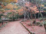 きょうさんの宮島の紅葉の投稿写真1