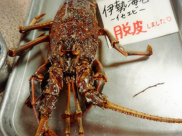お正月だったので伊勢エビが!
季節のお魚があります。_音の花温泉