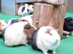 富士サファリパークの写真1