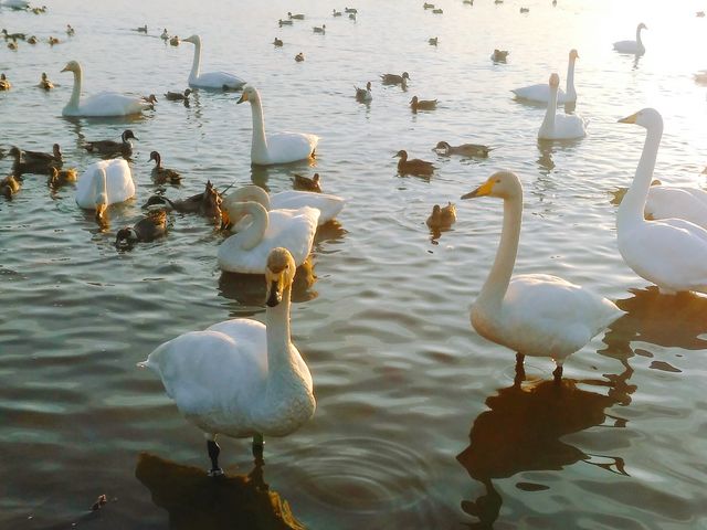 白鳥が間近に_内沼