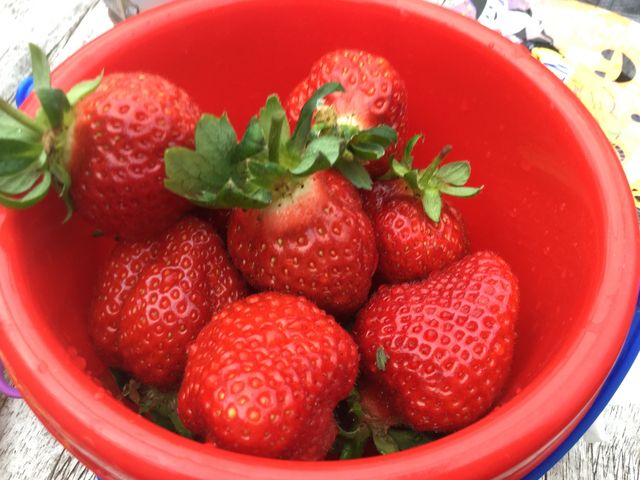 高級あまおうを山ほど食べました_よかもんいちご