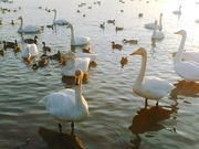 イッツパパさんの内沼の投稿写真2