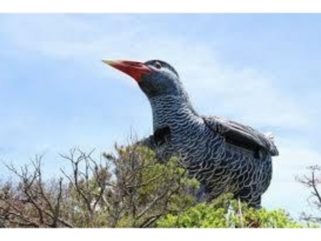 ヤンバルクイナ_ヤンバルクイナ展望台