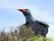 チックさんのヤンバルクイナ展望台の投稿写真1