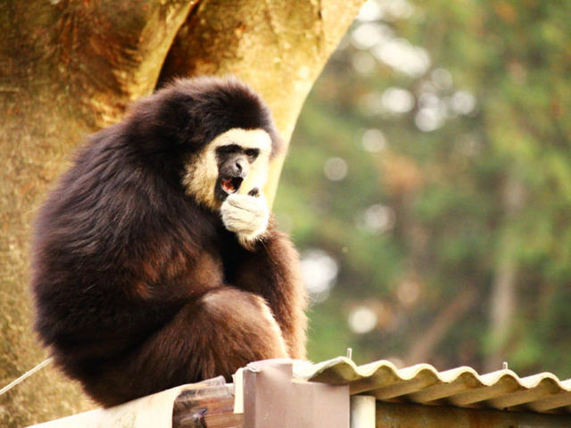 投げられたエサを食べるシロテナガザル_福知山市動物園
