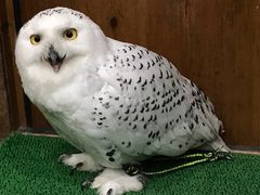 soranekoさんのふくろうの家への投稿写真1