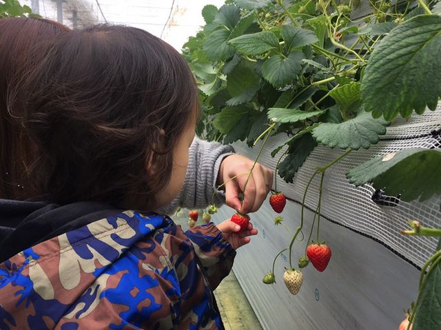 1歳児でも親が手伝ってあげれば、自分で取りやすい高さの所に下の段があります(^^)/_ふるや農園