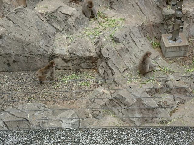 上野動物園・サル山_上野動物園 サル山