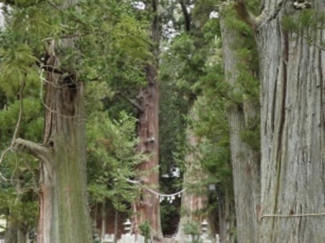 杉の木_諏訪神社(福島県小野町)