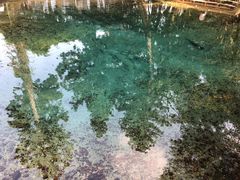 別府弁天池の写真1