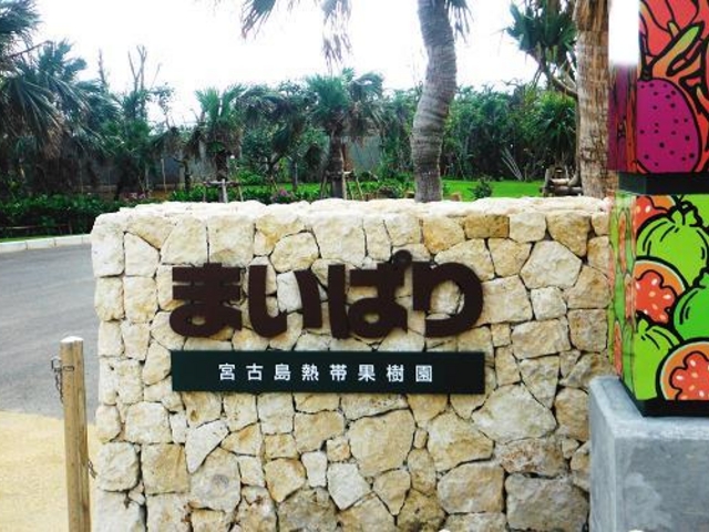 沖縄らしい観光スポットです_まいぱり 宮古島熱帯果樹園