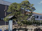 愛のすね毛さんの家康公松鎧掛松の投稿写真1