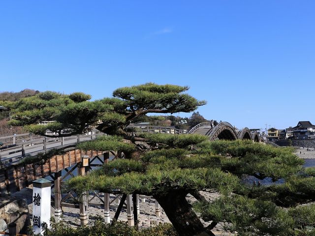 槍倒しの松ごしの錦帯橋。_錦帯橋
