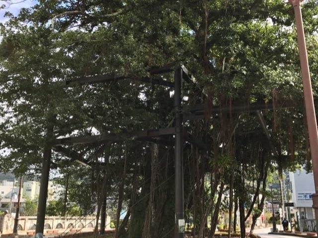 存在感あります_名護のひんぷんガジュマル