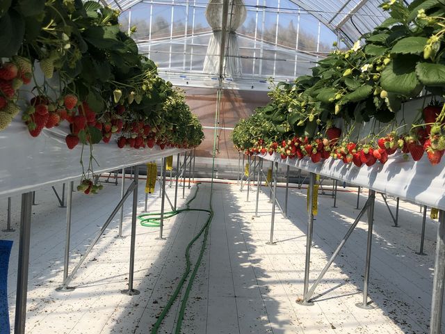 いちごジュースみたいなおっきい完熟いちごが食べ放題!!!おすすめですっ_KING FARM