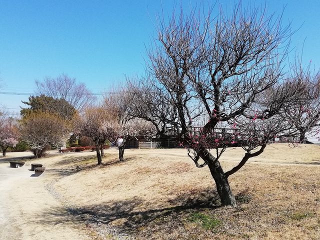 梅の香が漂うなかに、見晴らし台なるものもありました_石田堤史跡公園