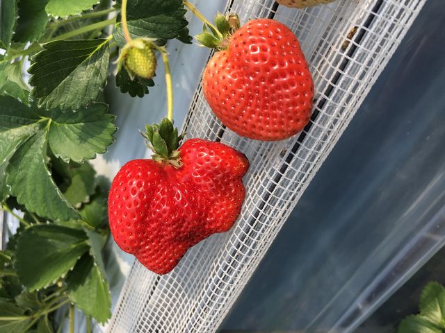 赤くて、美味しかった_谷口観光いちご園