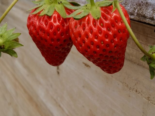 真っ赤ないちご_イイジマ農園
