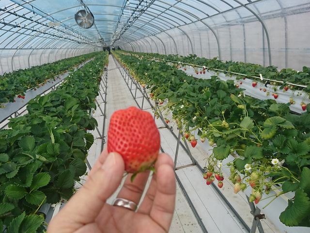 色々な品種をたくさん食べました!_ベリーズファン