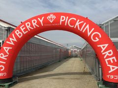 雪さんのMIGAKI FARM(旧ICHIGO WORLD)への投稿写真1