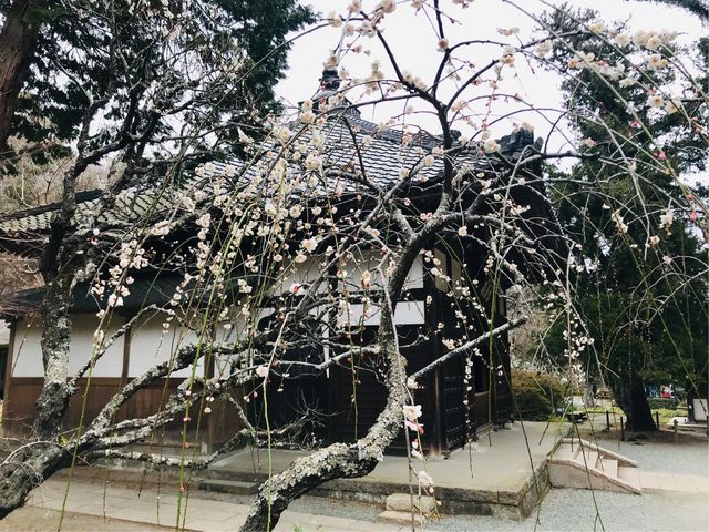 【仏殿 (浄智寺)】咲きはじめた梅と仏殿_仏殿 (浄智寺)