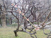 アンダーさんの日比谷公園の梅の投稿写真1