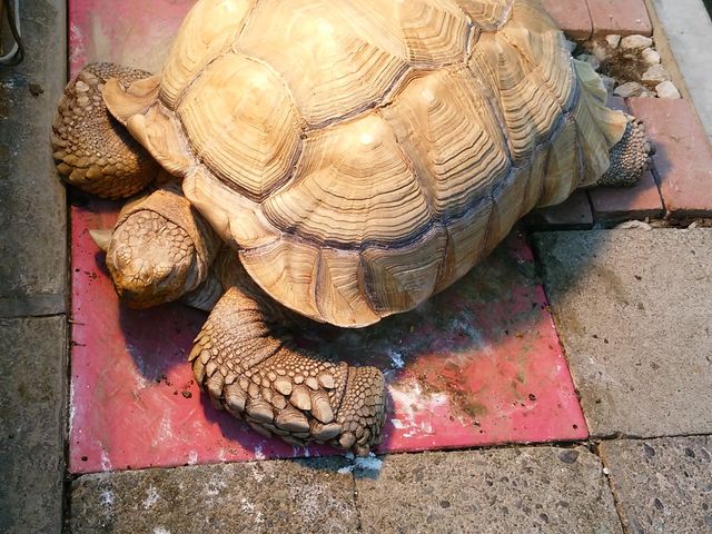 バイオリウム リクガメ_東京農業大学「食と農」の博物館