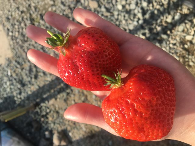 大きくて甘くて美味しいあまおうでした!_ホワイトベリー