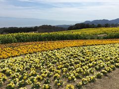 あわじ花さじきの写真2