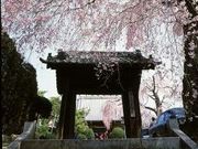 まるさんの光明寺の投稿写真1