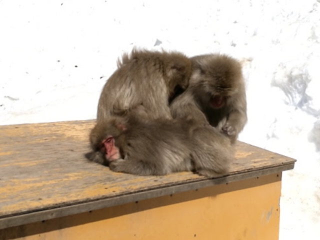 とても癒されました。_野猿公苑