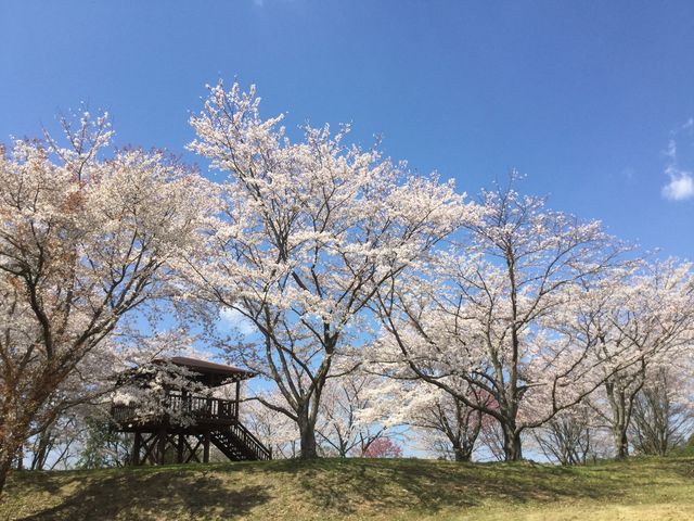 池の対岸にある広場_大池公園ふれあいの里 ログハウス