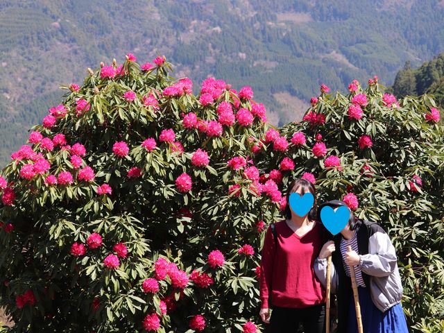 所々咲いてました(笑)_星の花公園