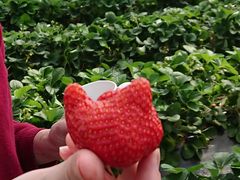 さとぼさんの平井観光農園への投稿写真3