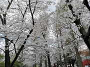 シオリさんの東綾瀬公園の桜の投稿写真1