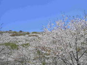 たけさんの花立公園の投稿写真2