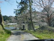 ま〜ぼ〜さんの横地城跡の投稿写真2