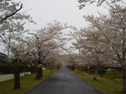 たけさんの母智丘の桜の投稿写真2
