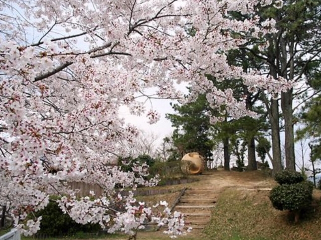 桜がきれい!!_西山公園(茨城県常陸太田市)