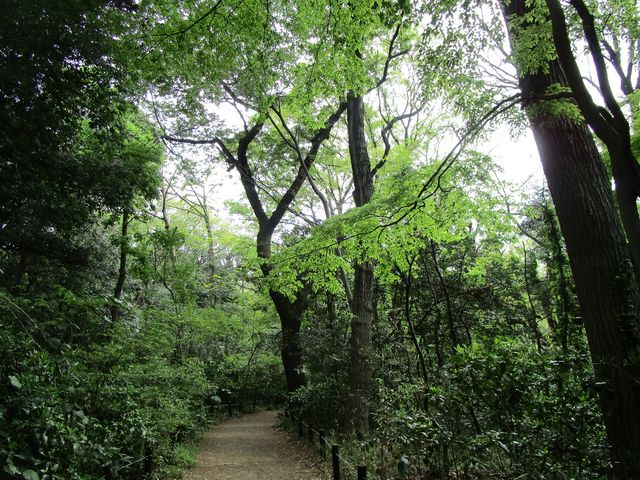 自然林のような雰囲気_国立科学博物館附属自然教育園