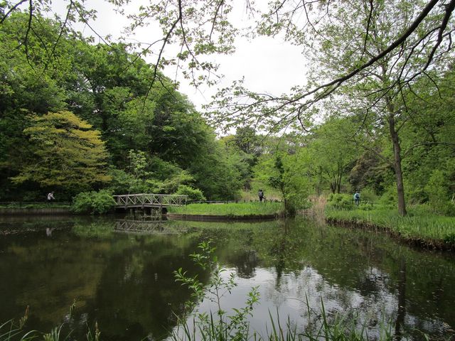 園内には池もある_国立科学博物館附属自然教育園