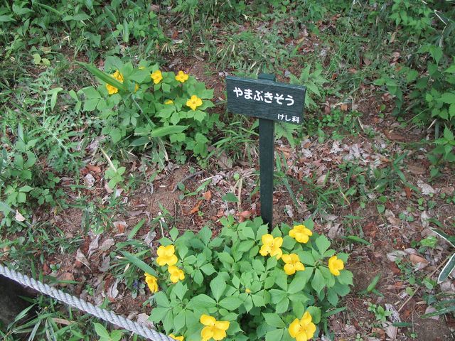 花には名札が付いているものが多い_国立科学博物館附属自然教育園