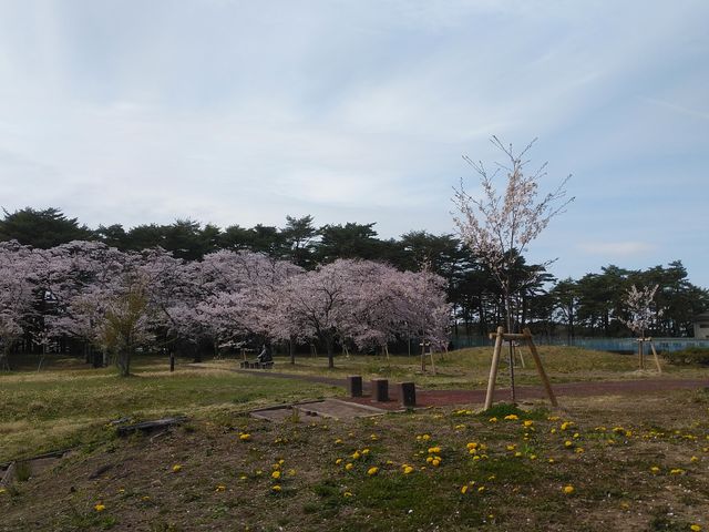 散り始めでした。_大衡中央公園の桜